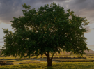 Capa destaque WordPress (11)