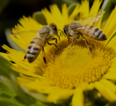 Capa destaque WordPress (11)