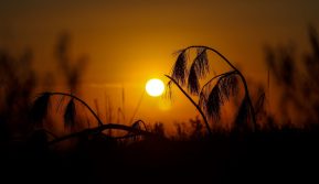 IMG_3221 (1)